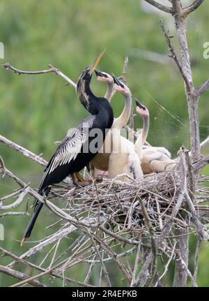 Anhinga (Anhinga anhinga), männlich, mit Küken, die um Nahrung betteln, High Island, Texas, USA. Stockfoto