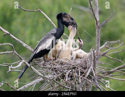 Anhinga (Anhinga anhinga) männliche Küken füttern im Nest, High Island, Texas, USA. Stockfoto