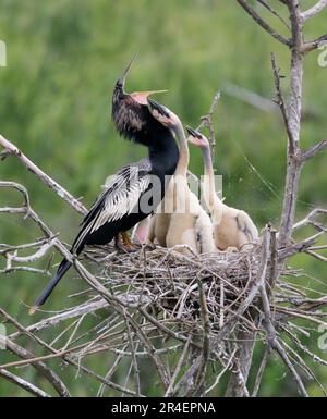 Anhinga (Anhinga anhinga), männlich, mit Küken, die um Nahrung betteln, High Island, Texas, USA. Stockfoto