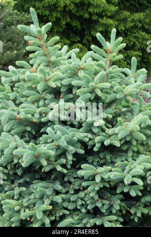 Colorado Blue Spruce, Picea pungens „Frieda“ Stockfoto