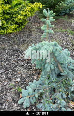 Silver Spruce, Picea pungens „The Blues“, Colorado Blue Spruce, im hinteren Picea abies „Aurea“ Nadelbaum im Garten Stockfoto