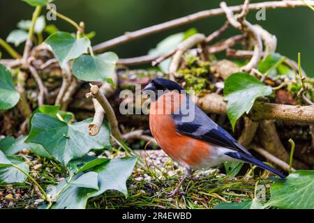 Eurasian Bullfinch (Pyrrhula pyrrhula) männlicher Vogel, der sich von mit Efeu bedecktem Baumstamm ernährt Stockfoto