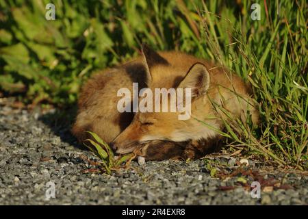 Ein Rotfuchswelpen (Vulpes vulpes) schläft im Morgensonnenlicht. Stockfoto