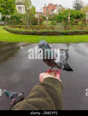 Feral Pigeons [ Columba livia domestica ] Fütterung von Hand im lokalen Park Stockfoto