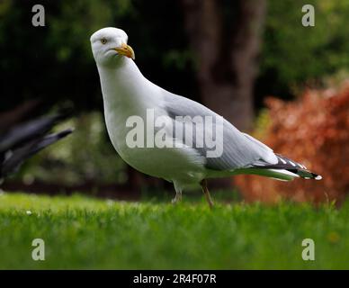 Heringsmöwe [ Larus argentatus ] aus tiefer Sicht auf Gras im örtlichen Park, Taunton, UK Stockfoto