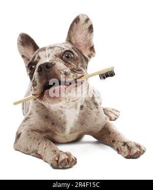 Süßer französischer Bulldog mit Zahnbürste auf weißem Hintergrund Stockfoto