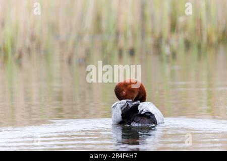 Pochard (Aythya ferina) männlicher Vogel, der am Rande eines Schilfbetts brütet Stockfoto