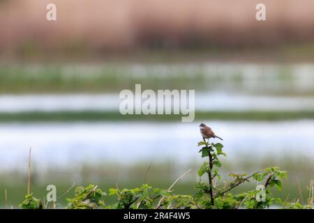 Common Whitethroat (Sylvia communis), hoch oben auf Blackberry Stamm in der Ferne Stockfoto