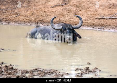 Ein wilder Wasserbüffel (Bubalus bubalis), der in einem Wasserloch im Yala-Nationalpark in Tissamaharama im Süden Sri Lankas badet. Stockfoto