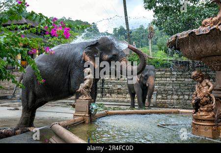 Ein zeremonielles Elefant spritzt Wasser aus einem Brunnen über seinen Körper neben dem Tempel des Heiligen Zahns bei Kandy in Sri Lanka. Stockfoto