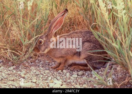 Der Kap-Hase (Lepus capensis), auch als brauner Hase und Wüstenhasen bezeichnet, ist ein Hase, der in Afrika und Arabien heimisch ist und sich bis nach Indien erstreckt. Stockfoto