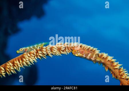 Dieser Trottel, Bryaninops amplus, ist auf den Gorgoniakorallen im Südpazifik zu finden, aber hier in Hawaii, wo Gorgonienkorallen selten sind, tritt er oft auf wi auf Stockfoto