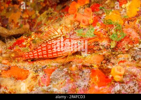 Longnose Habicht, Oxycirrhites Typus, Maui, Hawaii. Stockfoto