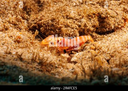 Diese orangefarbenen Schnappgarnelen, Alpheus sp. Hat derzeit keinen Artennamen, gehört aber zur Gruppe der Makrochele. Sie sind in Haw üblich Stockfoto