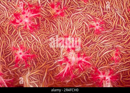 Ein nächtlicher Blick auf die Fütterungspolypen auf alcyonarischen Weichkorallen, Dendroephthya sp. Die weißen Linien sind Calciumspikel auf der Oberfläche des Stockfoto