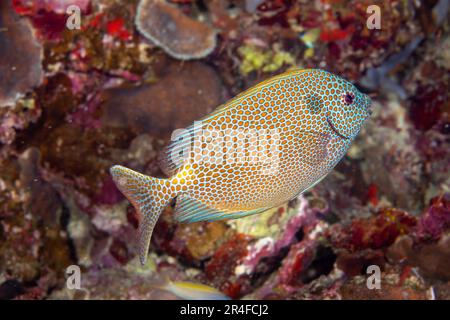 Der dunkle Fleck über und hinter der Kiemen-Abdeckung findet sich auf allen Goldflecken-Kaninchen, Siganus punctatus, Philippinen. Stockfoto