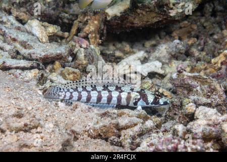 Der vernetzte Sandbarsch, Parapercis tetracantha, ist auch bekannt als die Schwarzstreifenseeschwalbe, Philippinen. Stockfoto