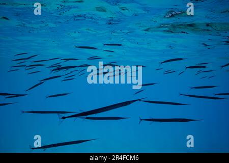 Akuter Halbschnabel, Hyporhamphus acutus, findet man häufig in Gruppen an der Oberfläche in Buchten und nahe gelegenen Gewässern, Hawaii. Stockfoto