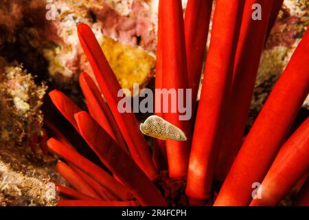 Diese endemische juvenile psychedelische Wraße, Anampses chrysocephalus, wird vor einem Schieferbleistift Seeigel, Heterocentrotus mammillatus, Haw, abgebildet Stockfoto