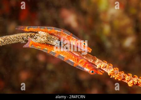 Ein Paar Gorgonianer, Bryaninops amplus, mit Eiern, die sie auf Drahtkorallen gelegt haben, Hawaii. Stockfoto