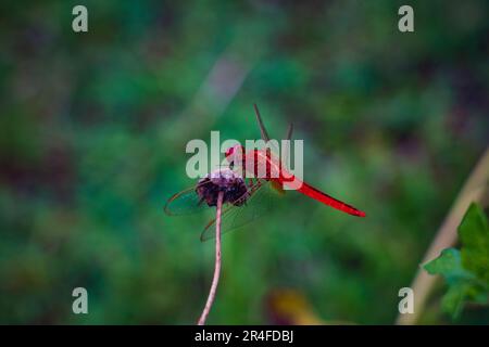 Eine wunderschöne rote Libelle (Erythemis simplicicollis) auf einer trockenen Blume an einem regnerischen Tag. Stockfoto