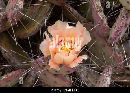 Stachelige Birne in Blüte. Arizona Cactus Garden in Palo Alto, Kalifornien. Stockfoto