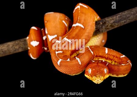 Amazonasboa (Corallus batesii) Stockfoto