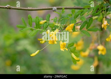 Sibirische Bauernsträube Nahaufnahme von Blumen und Blättern. Caragana Arborescens Stockfoto