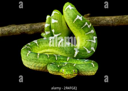 Grüne Baumboa (Corallus caninus) Stockfoto