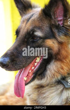 deutscher Schäferhund, der im Sommer mit ausgestreckter Zunge keucht, HD-Hund versucht sich abzukühlen Stockfoto