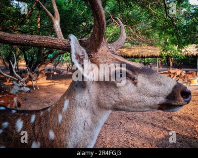 Indische Hirsche mit großem Horn aus nächster Nähe in Dschungel HD Stockfoto