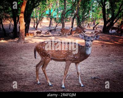 Indische Hirsche mit großem Horn aus nächster Nähe in Dschungel HD Stockfoto