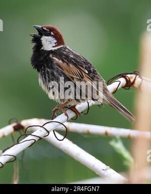 Ein spanischer Spatz in Bulgarien Stockfoto