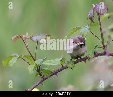 Ein Common Whitethroat bringt Essen für seine Jungen in den Cotswold Hills Gloucestershire UK Stockfoto