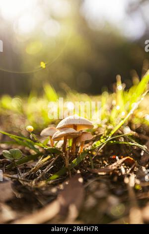 Ein Solitärpilz steht auf einer sonnenverwöhnten Wiese, beleuchtet von Lichtstrahlen Stockfoto