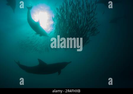 Delphine, Delphinus Delphis, die Köderbälle südafrikanischer Pilger jagen, Sardinops Sagax, mit Sonne im Hintergrund, Port St. Johns, Wil Stockfoto