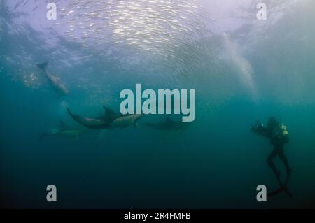 Delphine, Delphinus Delphis, die Köderbälle südafrikanischer Pilgerarten jagen, Sardinops Sagax, die vom Taucher Port St Johns fotografiert werden Stockfoto