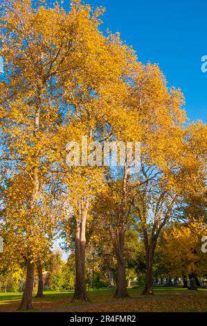 Herbstfarben in den Fitzroy Gardens, East Melbourne, Victoria, Australien Stockfoto