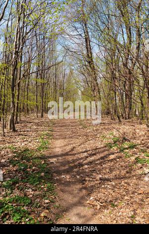 Frühzeitiger Frühlingswald mit Wanderweg im Berg Karpaty der Galle an der tschechisch-slowakischen Grenze Stockfoto