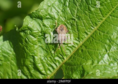 Käfer (Coreus marginatus), Familie Coreidae auf einem Blatt von Bitterdock (Rumex obtusifolius), Knotweed-Familie (Polygonaceae). Frühling, Mai. Holländischer Garten Stockfoto