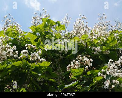 Catalpa blühender Baum mit weißen Blüten und grünen Blättern im Sonnenlicht am blauen Himmel Stockfoto