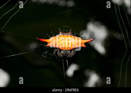 Crablike Spiny Orbweaver Spider, Gasteracantha cancriformis, On Web, Klungkung, Bali, Indonesien Stockfoto