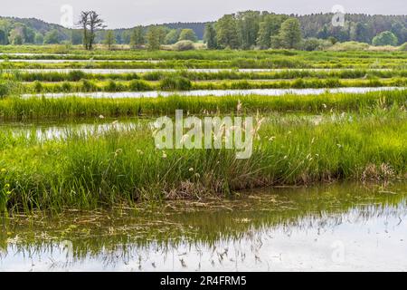 Kette von Karpfenteichen der Aischgründer in Haid Stockfoto