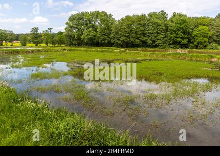 Kette von Karpfenteichen der Aischgründer in Haid Stockfoto