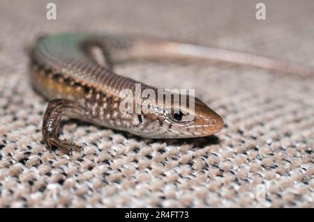 Gemeine Sonnenskink, Eutropis multifasciata, auf dem Kissen, Klungkung, Bali, Indonesien Stockfoto