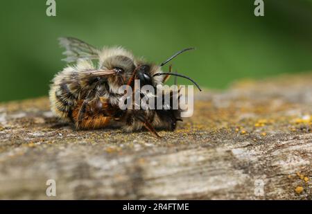Ein Paar Red Mason Bee, Osmia bicornis, auf einem Zaunpfahl im Frühling. Stockfoto