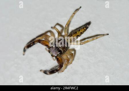 Springen Spider, Bavia sp, auf Blatt, Klungkung, Bali, Indonesien Stockfoto