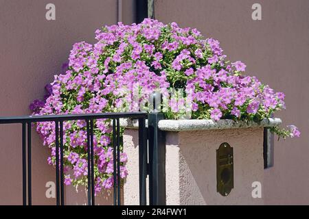 Rosa Petunien Pflanzen in voller Blüte auf dem Zaun eines Hauses Stockfoto