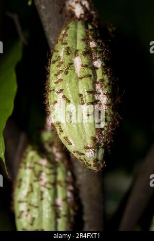 Weaver Amts, Oecophylla sp., bewacht weiße Mealybugs, Pseudococcidae Family, auf Kakaoschale, Theobroma cacao, symbiotische Beziehungen zwischen Ameise und Mea Stockfoto