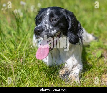 Ein sechs Monate alter, schwarz-weißer englischer Springer Spaniel an einem Sommertag auf einem Grasfeld Stockfoto